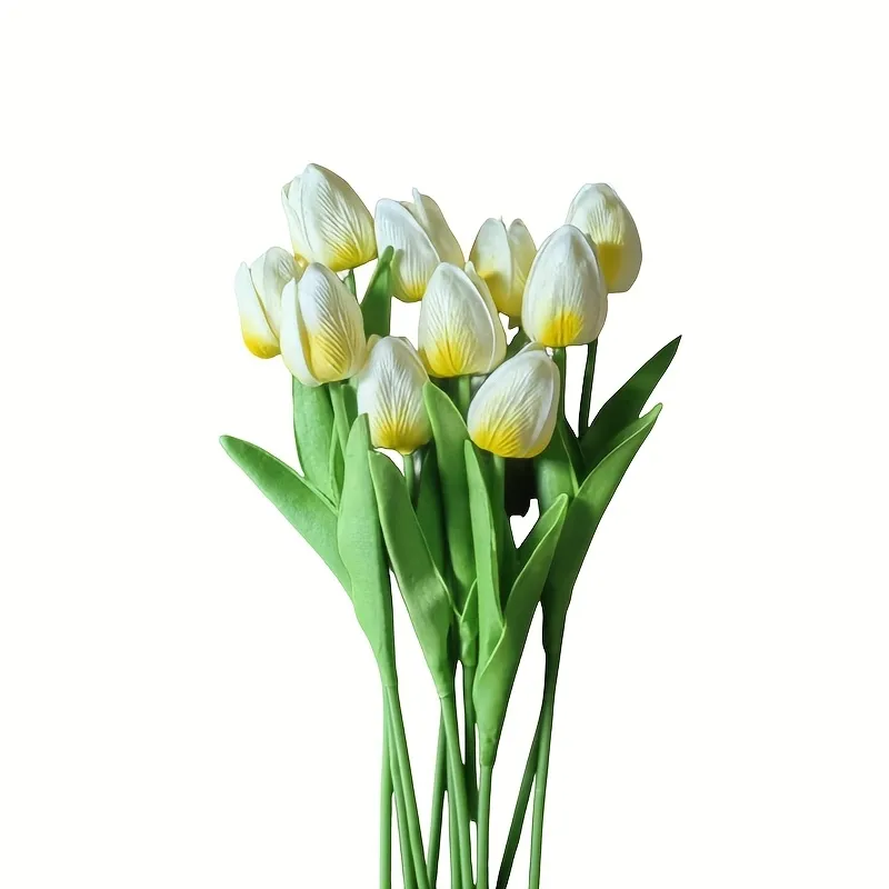 [066000002] TULIPAN CREMA MT-001